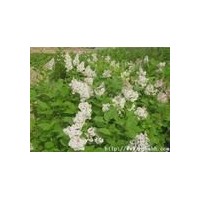 供應河北丁香,紫丁香,茶藨子