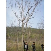 供應12-17公分各種規格香樟，欒樹，廣玉蘭