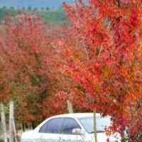 美國紅楓 紅花槭