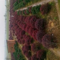 杜鵑、紅葉石楠、桂花、紅花桎木、香樟等等