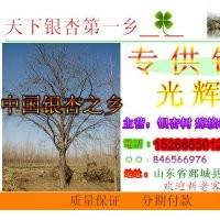 低價(jià)供應(yīng)銀杏樹