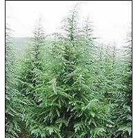 專業雪松種植基地價格優惠
