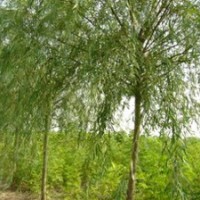 出售綠化苗木：速生柳，火炬，金絲柳，垂柳，旱柳，金葉榆