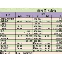 小葉榕樹樁；小葉垂榕、大型三角梅、中東海藻、老人葵、霸王棕