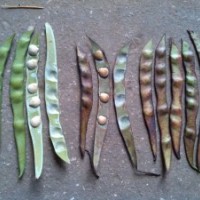 大量供應宮粉紫荊種子或者其豆莢