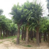 供應50-70公分國槐