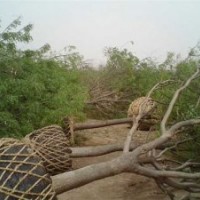 國槐樹價(jià)格