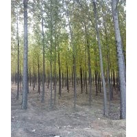 河北速生楊，大量供應各種規格速生楊苗木