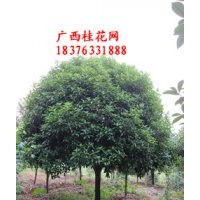 低價出售直徑5-35公分桂花樹！