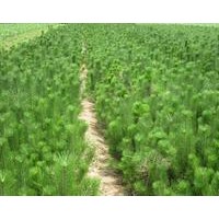 油松苗價格油松苗哪里好山西苗圃運城油松價格
