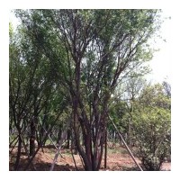 供應(yīng)茶條槭，桂花，蒙古櫟，國槐 紫薇