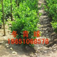 大葉黃楊供應，大葉黃楊價格，大葉黃楊基地