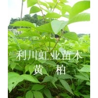 供應湖北利川經濟林木黃柏小苗 黃柏樹 黃柏種子 黃柏樹苗價格