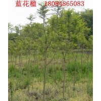 供應藍花楹