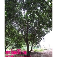 湖南香泡樹價(jià)格|香泡樹價(jià)格|香泡栽植管理