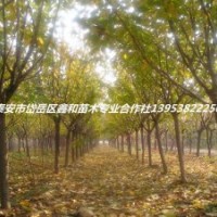 櫻花價(jià)格