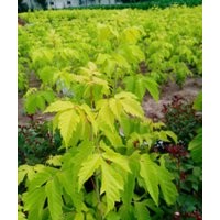 供應(yīng)河南金葉復(fù)葉槭，金葉皂莢