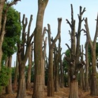 長沙跳馬：香樟苗木，湖南移栽香樟苗木產銷量旺盛