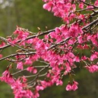 批發福建紅花山櫻花