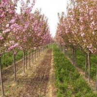 低價供應3-5公分優質櫻花
