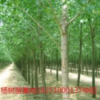 誠程苗業大量批發各種楊樹苗