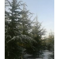 供應六米雪松，雪松供應