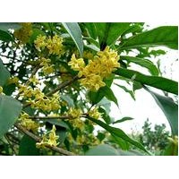 供應羅漢松、天竺桂、四季桂、竹柏