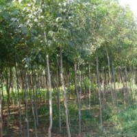 【精品推薦】供應5-12cm白蠟樹，原枝原貌、平頭的都有。