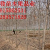 山東6-20國槐批發(fā)