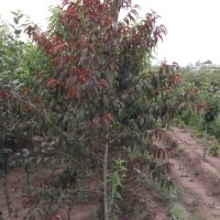 3公分的紅葉碧桃基地泰安至誠苗圃