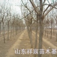 3-8公分國槐苗出售，山東國槐便宜出售