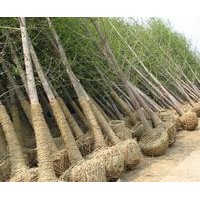邳州綠地大量供應銀杏樹.看樹挖樹.包辦手續.