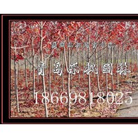 青島樂(lè)楓園林主銷(xiāo)售 美國(guó)紅楓園藝品種秋火焰