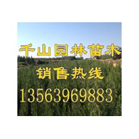 供應山東營養袋側柏苗，山東50-80公分側柏小苗