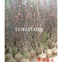 榆葉梅、珍珠梅、貼梗海棠、垂絲海棠、西府海棠、花（果）石榴