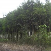 大量提供天竺桂 各類(lèi)桂花 羅漢松