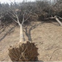 供應(yīng)各規(guī)格花灌木，國槐、白蠟。紫葉李等等