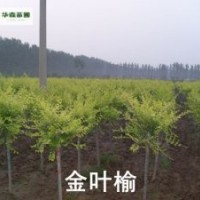 【精品推薦】供應3-8cm金葉槐，1-2年帽，6000株。