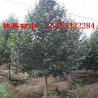 樂昌含笑價格