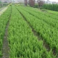 優質產地龍柏價格，江蘇龍柏價格低8