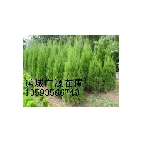 側柏出售2米、3米側柏大量低價貨源充足