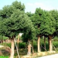 供應桂花2.5-3米冠幅 樸樹15-40公分 香樟 楊梅樹
