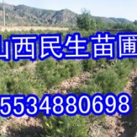 兩年生白皮松小苗價格 營養杯白皮松