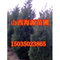 山西優質側柏營養杯側柏苗10-500公分側柏價格