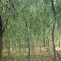 供應大量優質垂柳（5-35公分）