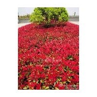 紅葉石楠直銷，紅葉石楠供應(yīng)，紅葉石楠價格