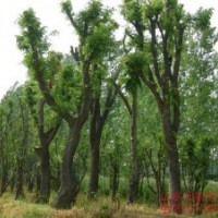 供應20-70公分皂莢