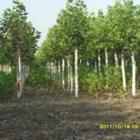 法桐基地 法桐價格 優質法桐 速生法桐