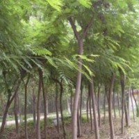 國槐、繁育國槐小苗、速生國槐小苗