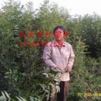 東紅3號形態特征：供應東紅歐洲白蠟